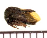 画像: ツノゼミの一種　Membracid species  ペルー