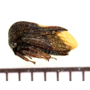 画像: ツノゼミの一種　Membracid species  ペルー