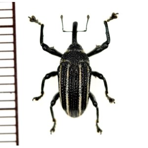 画像: ゾウムシの一種  Curculionidae species   ベトナム(ベトナム南部)