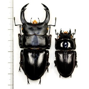 画像: オオクワガタ　ペア　♂69.7mm♀43.9mm  佐賀県