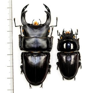 画像: オオクワガタ　ペア　♂69.4mm♀43.3mm  佐賀県