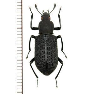 画像: ゴミムシダマシの一種　Tenebrionid species　ベトナム(ベトナム北東部)