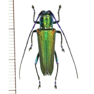 画像: カミキリムシの一種 　Glenea sp.　♀　 ベトナム(ベトナム北東部)