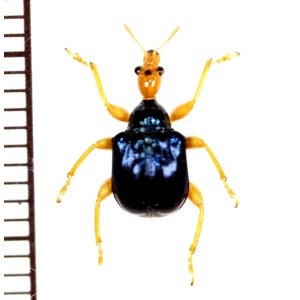 Photo: オトシブミの一種　Attelabidae species　 ベトナム中部