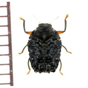 画像: コブハムシの一種　Chlamisinae species　ベトナム中部