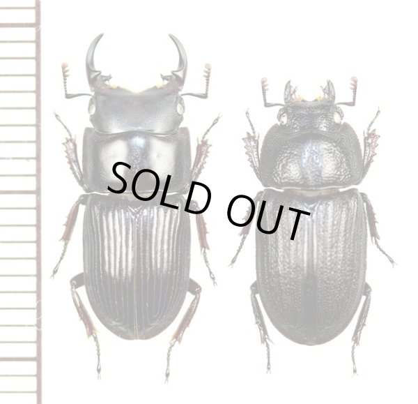 画像1: イヘヤネブトクワガタ　大型ペア　♂18mm以上24mm未満　伊平屋島
