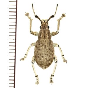 画像: ゾウムシの一種  Curculionidae species   ベトナム(ベトナム南部)