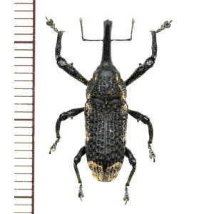 画像: ゾウムシの一種  Curculionidae species   ベトナム(ベトナム南部)