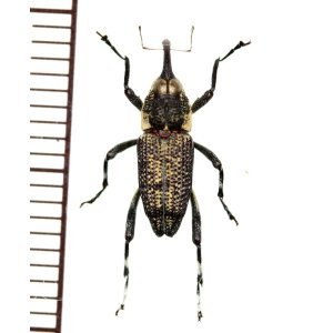 画像: ゾウムシの一種  Curculionidae species   ベトナム(ベトナム南部)