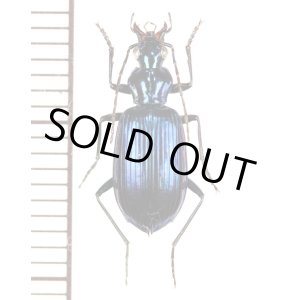 画像: ゴミムシの一種　♀　Carabid species　マレーシア（ボルネオ島）