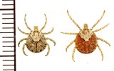 画像: タカサゴキララマダニ　ペア　石垣島