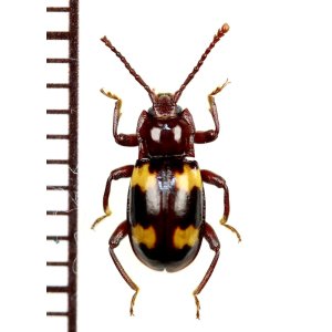 画像: オオキノコムシ擬態のテントウムシダマシの一種　Endomychid species　タイ