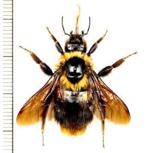 画像: マルハナバチの一種　Bombus sp.　ベトナム(ベトナム南部)