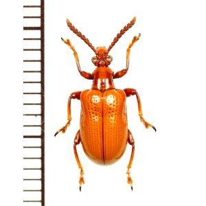 画像: ハムシの一種　Chrysomelid species　 ベトナム(ベトナム南部)