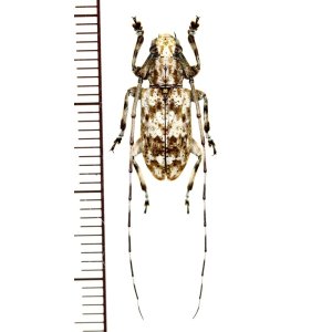 画像: カミキリムシの一種　Cerambycid species　♂　マレーシア（ボルネオ島）