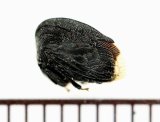 画像: ツノゼミの一種　Membracid species　♀　ペルー