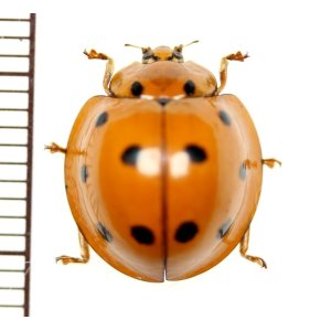 画像: テントウムシの一種　Coccinellid species　 ベトナム(ベトナム中部)