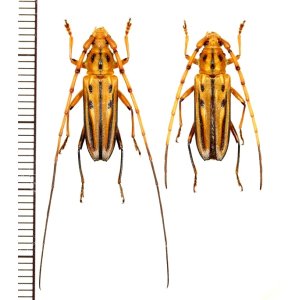 画像: カミキリムシの一種　Ceragenia bicornis　ペア   フランス領ギアナ