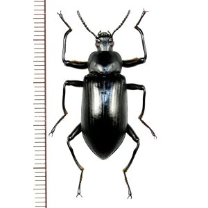 画像: ゴミムシダマシの一種　Tenebrionid species　♂　ベトナム(ベトナム南部)