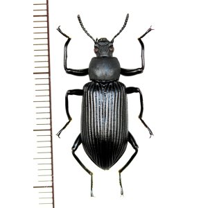 画像: ゴミムシダマシの一種　Tenebrionid species　♂　ベトナム(ベトナム北東部)