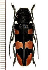 画像: カミキリムシの一種　Tragocephala morio　♀　タンザニア