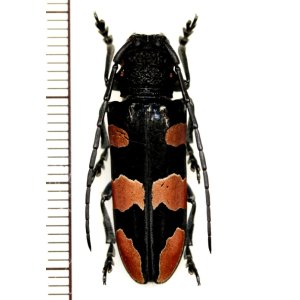 画像: カミキリムシの一種　Tragocephala morio　♀　タンザニア