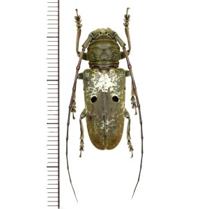 画像: 眼状紋を持つカミキリムシの一種　Prosopocera bipunctata bioculata　♀　カメルーン