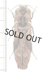 画像: 樹皮や地衣類に擬態したコメツキムシの一種　Pseudocalais basilewskyi　カメルーン
