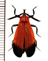 画像: ベニボタルの一種　Lycidae species　インドネシア(スマトラ島)