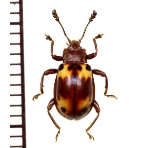 画像: オオキノコムシ擬態のテントウムシダマシの一種　Endomychid species　ベトナム南部