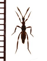 画像: グンタイアリ擬態の好蟻性ハネカクシの一種　Ecitomorpha arachnoides　ペルー