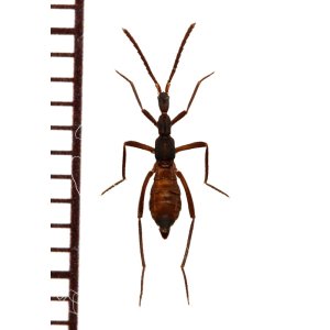 画像: グンタイアリ擬態の好蟻性ハネカクシの一種　Ectophya simulans　ペルー
