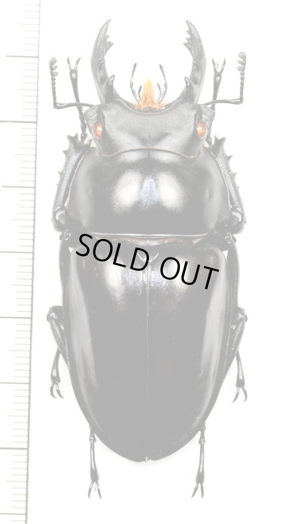 画像1: カツラマルバネクワガタ　大型 ♂67.2mm　ベトナム(ベトナム南部)
