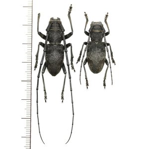 画像: カミキリムシの一種　Morimus asper asper　ペア　イタリア