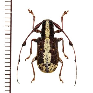 画像: カミキリムシの一種　Caciomorpha plagiata　♀　ペルー