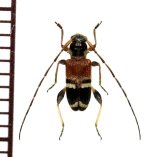 画像: アリバチ擬態のカミキリムシの一種　Cerambycidae species　フィリピン（ルソン島）