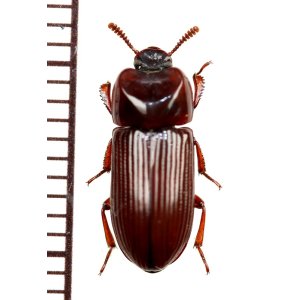 画像: ゴミムシダマシの一種　Tenebrionidae species　フィリピン（ルソン島）