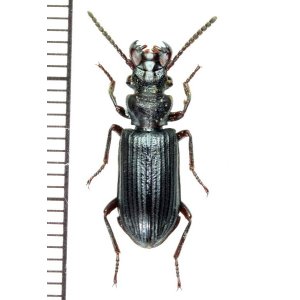 画像: エグリゴミムシの一種　Pseudozaena tricostata opaca　マレーシア