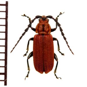 画像: ベニボタル擬態のハムシの一種　Chrysomelidae species　 ラオス