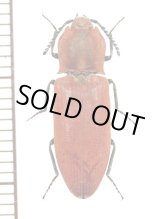画像: コメツキムシの一種　Elateridae species　♀　中国（雲南省）