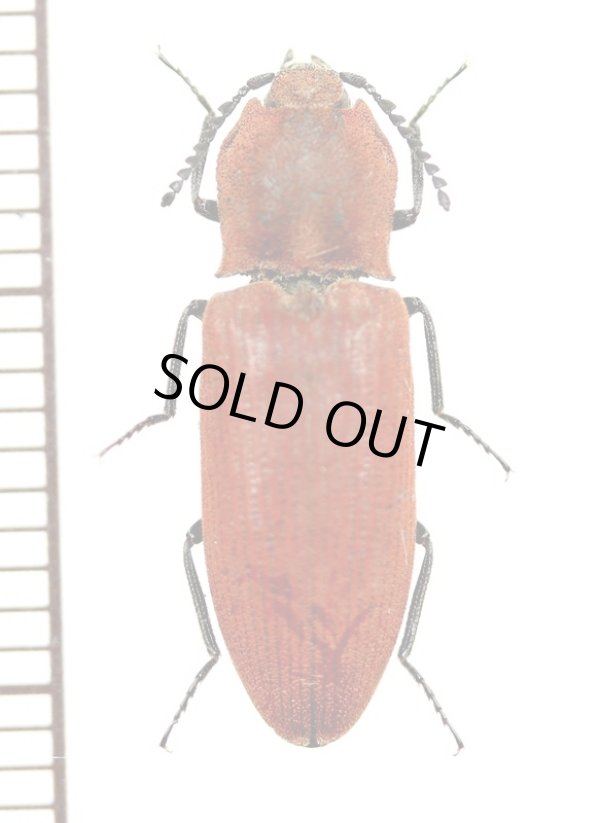 画像1: コメツキムシの一種　Elateridae species　♀　中国（雲南省）