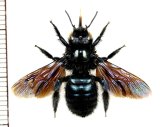 画像: クマバチの一種　Xylocopa sp.　♀　ロシア
