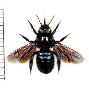 画像: クマバチの一種　Xylocopa sp.　♀　ロシア