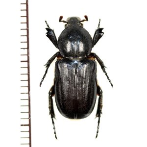 画像: アリノスハナムグリの一種　Coenochilus phongi　♀　ラオス