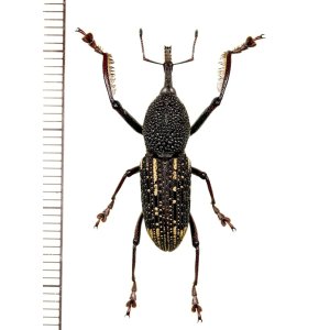 画像: ゾウムシの一種  Curculionidae species   ベトナム(ベトナム中部)