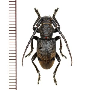 画像: カミキリムシの一種　Herophila tristis　♂　ギリシャ