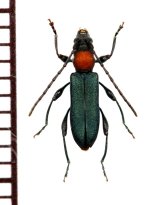 画像: ホタル擬態のカミキリムシの一種 　Cerambycidae species　ベトナム南部