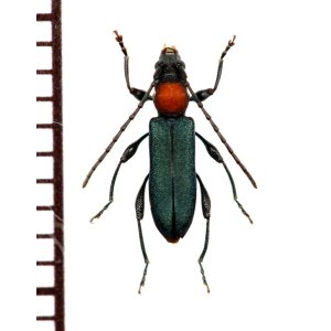 画像: ホタル擬態のカミキリムシの一種 　Cerambycidae species　ベトナム南部