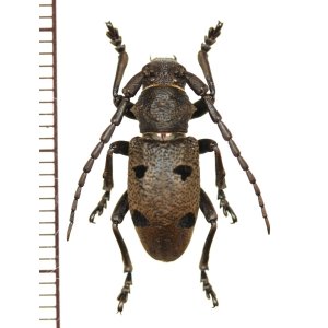 画像: カミキリムシの一種　Herophila tristis　♂　ギリシャ
