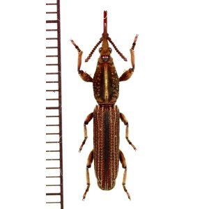 画像: ミツギリゾウムシの一種　Brentidae species　ベトナム南部